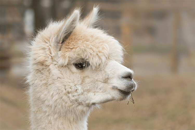 A side view of a white alpaca