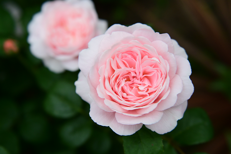The pink English roses, Queen of Sweden.