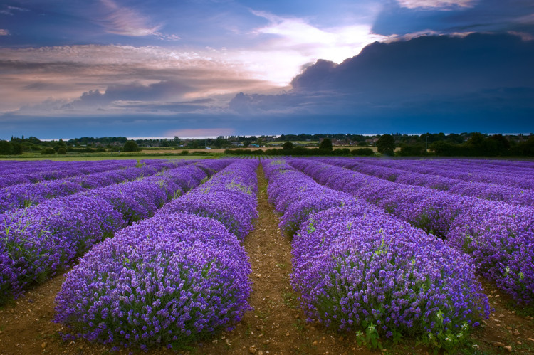 Norfolk gardens guide