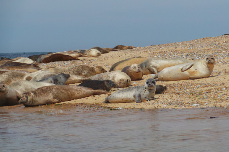 Norfolk nature reserves - Blakeney Point
