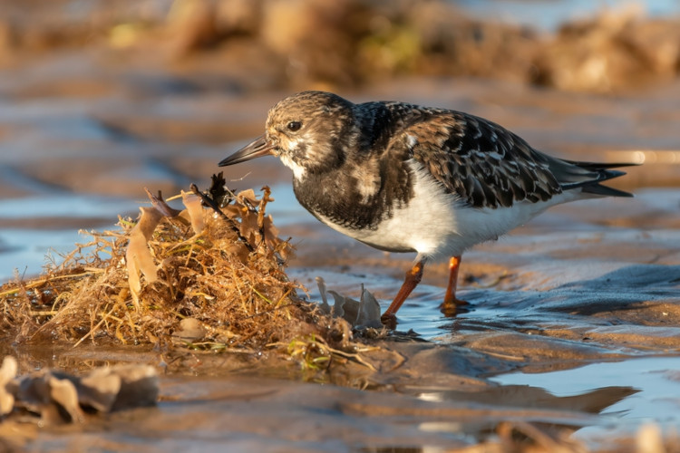 1651764491089-Titchwell.jpg
